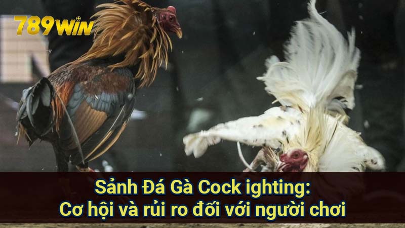 sanh-da-ga-cock-ighting:-co-hoi-va-rui-ro-doi-voi-nguoi-choi