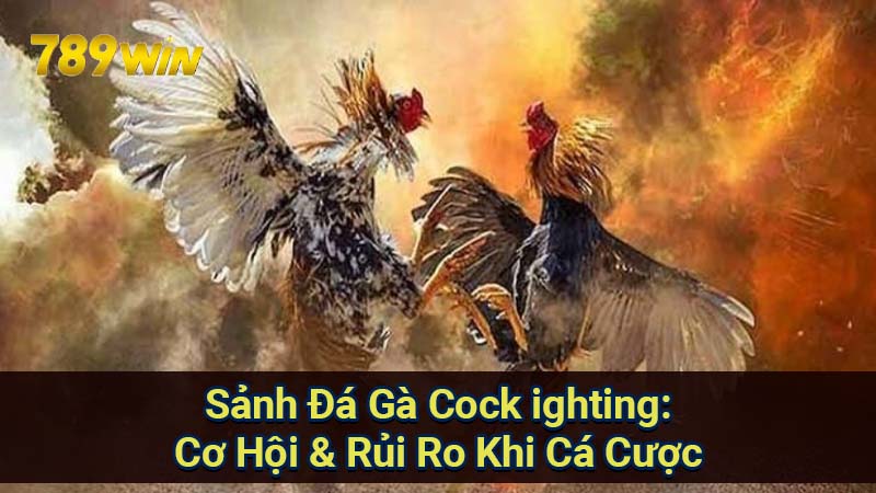 sanh-da-ga-cock-ingting